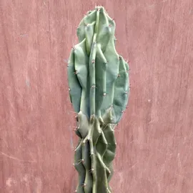 Blue Monstrose Cactus Plant