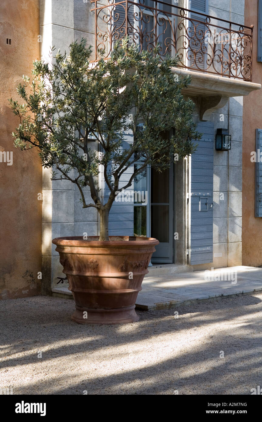 Mediterranean Potted Plant