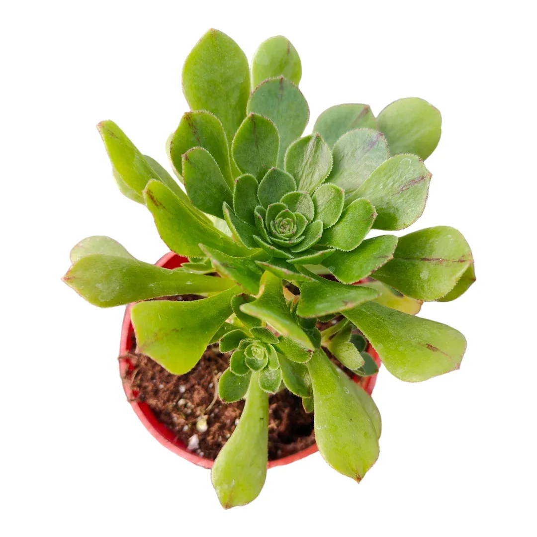 Aeonium arboreum Green Potted Succulent