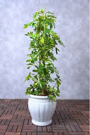 Schefflera Arboricola Potted Plant