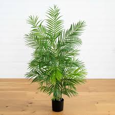 Potted Palm Plant