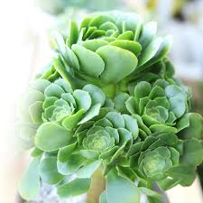 Aeonium undulatum Green Potted Succulent