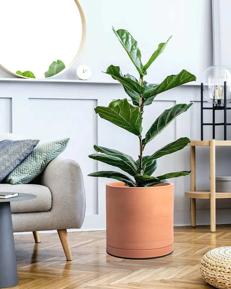 Modern Potted Fiddle Leaf Fig