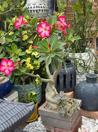 Desert Rose Potted Plant
