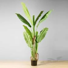 Kiki Potted Banana Plant
