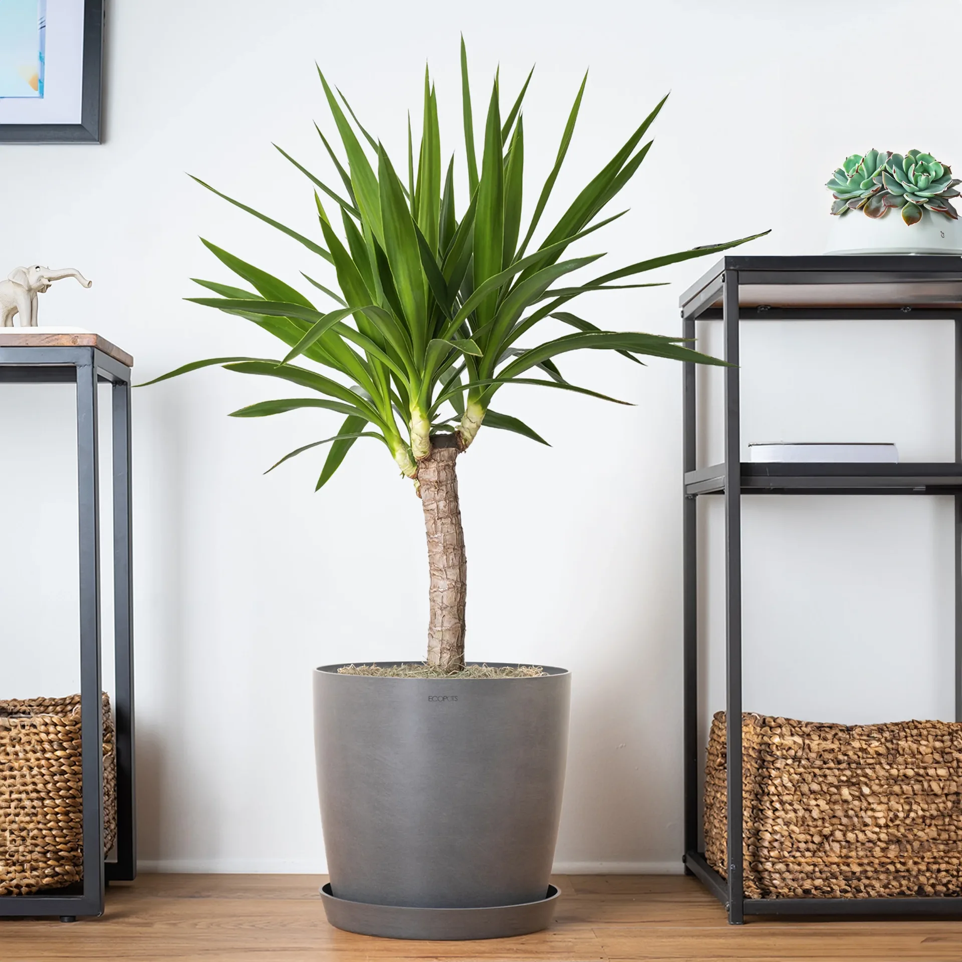 Yucca Cane Potted Plant