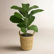 Fiddle Leaf Fig Plant