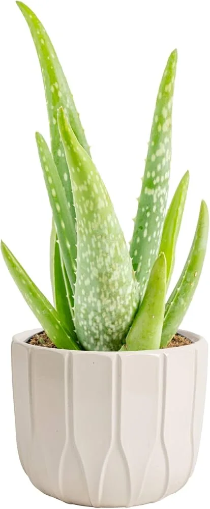 Costa Farms Potted Aloe Vera in White Ceramic