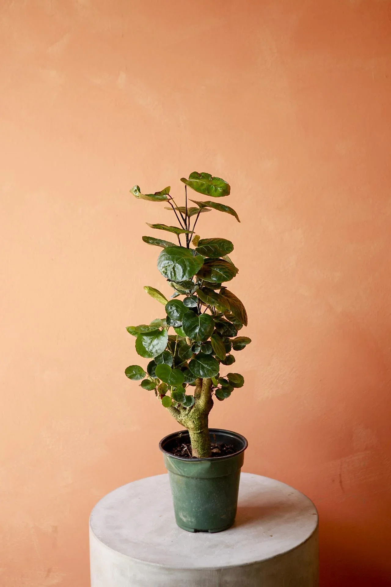 Fabian Aralia Potted Plant