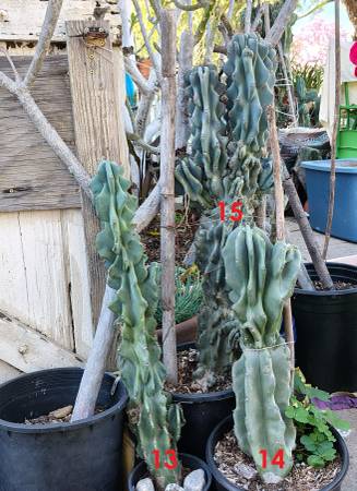 Blue Cereus Monstrose Cactus Plant
