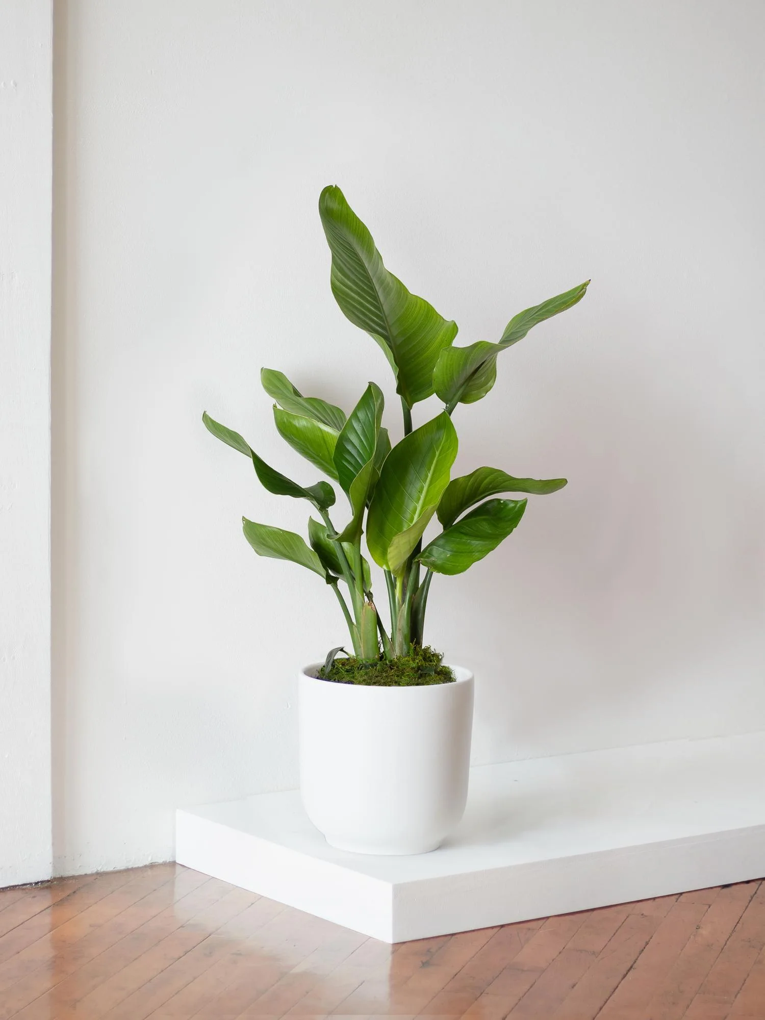 Bird of Paradise Potted Plant