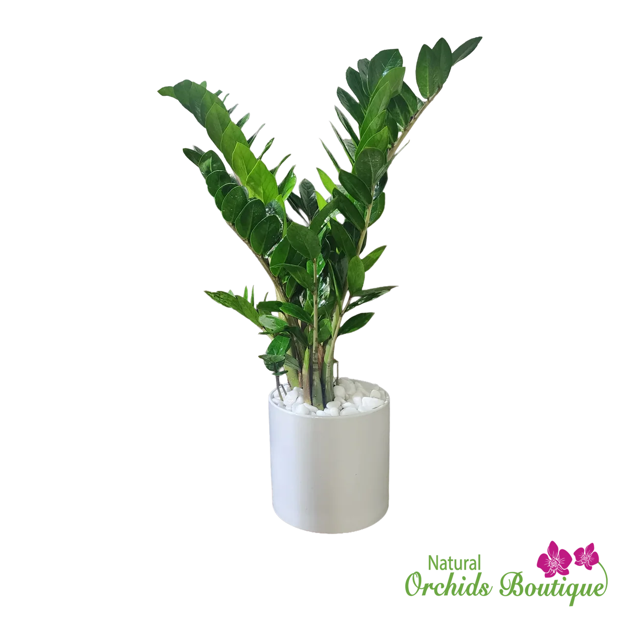 Potted Plant