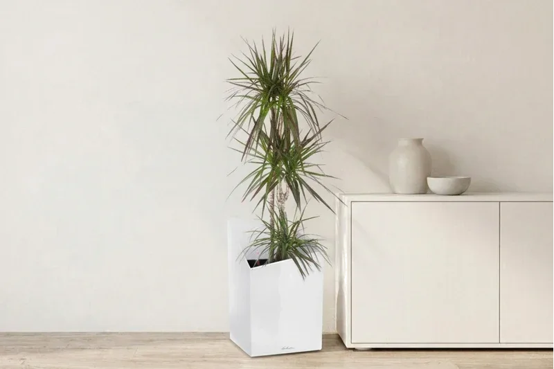 Dracaena Marginata Potted Plant