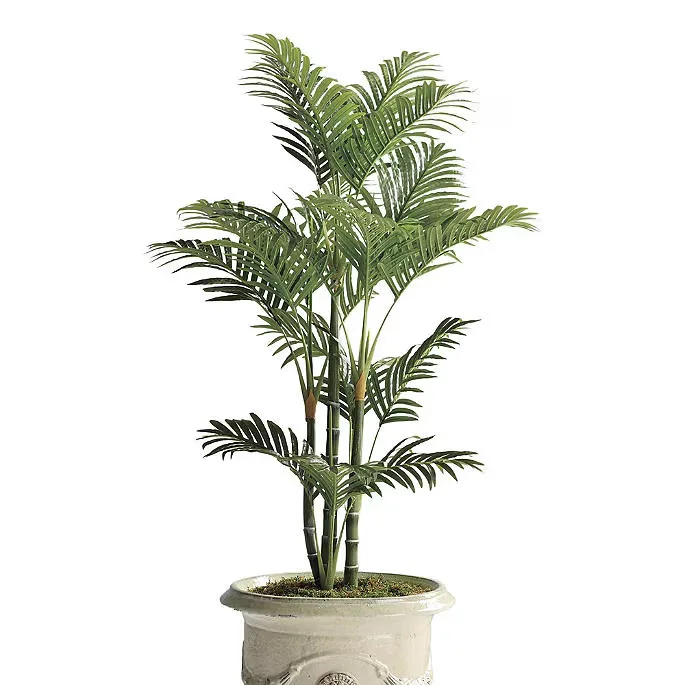 Areca Potted Palm Plant
