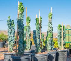 Peruvian Apple Monstrose Cactus Plant