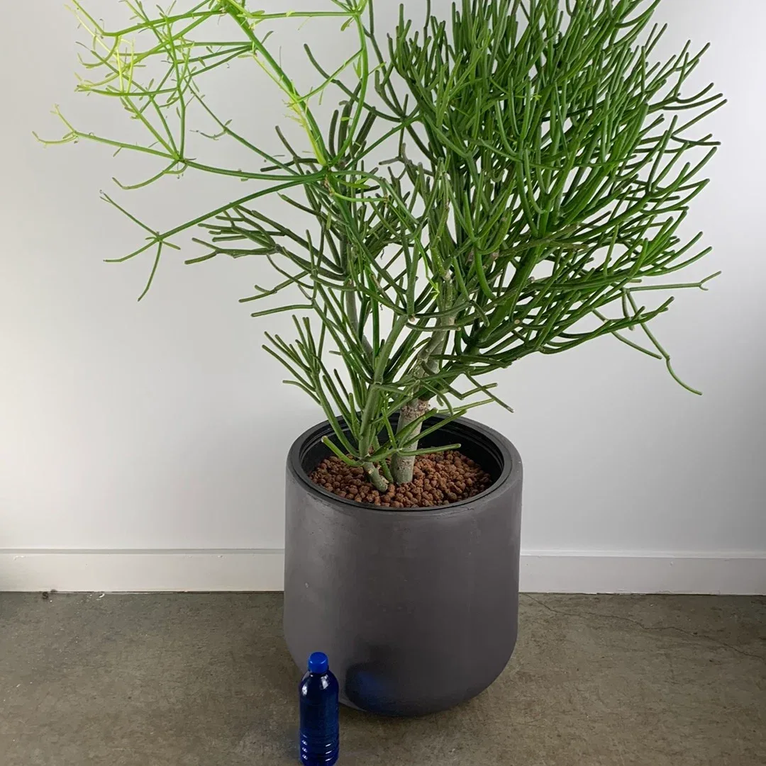 Pencil Cactus Potted Plant
