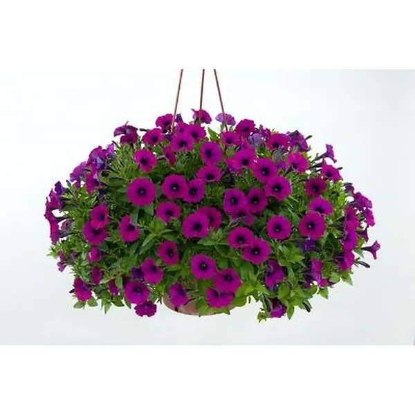 Purple Petunia Hanging Planter