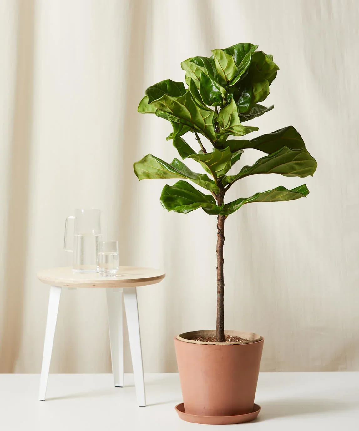 Potted Fiddle Leaf Fig