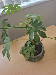 Fatsia Japonica Green Potted Plant