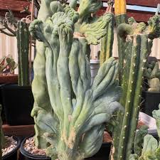 Cactus Plant