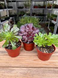 Aeonium Set Three Succulent Plants
