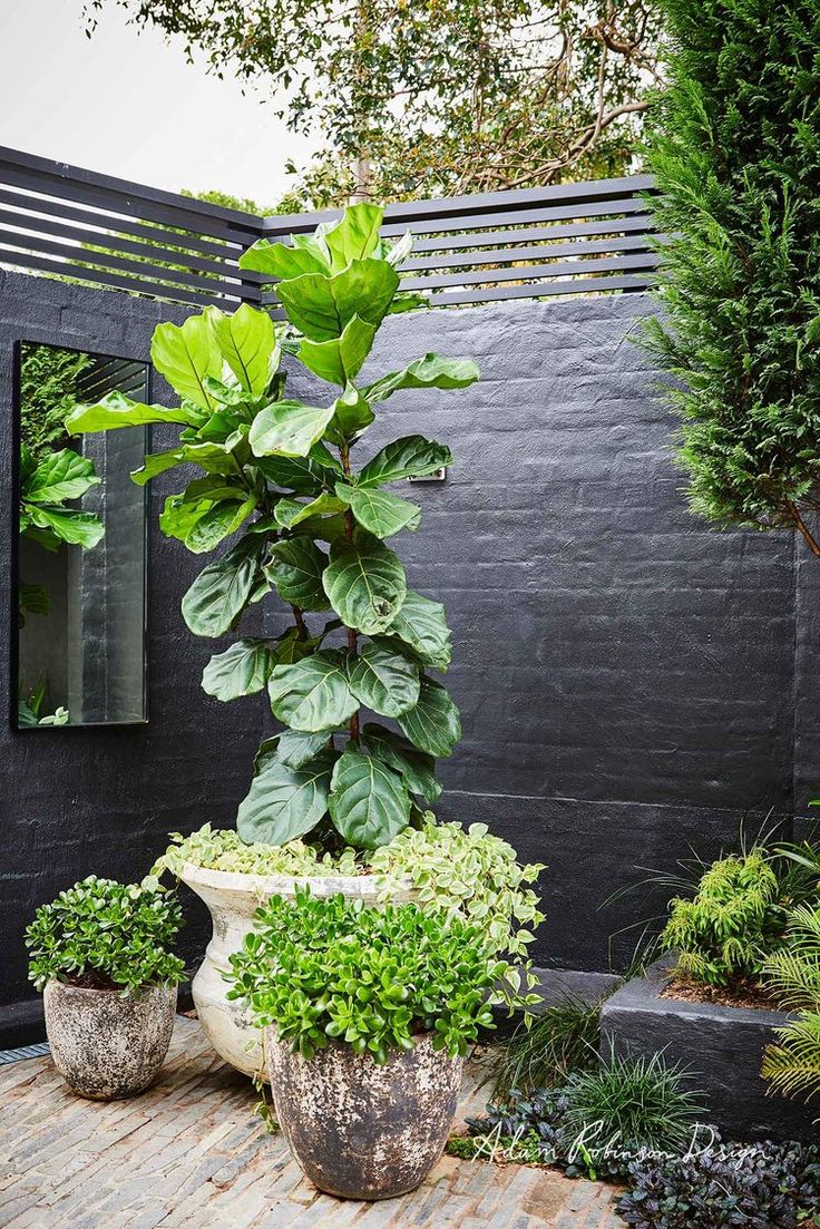 Fiddle Leaf Fig Plant