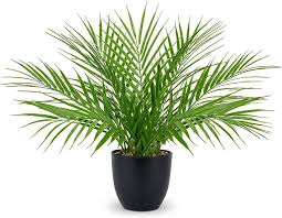 Briful Potted Palm Plant
