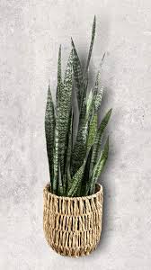 Snake Plant in Rattan Basket