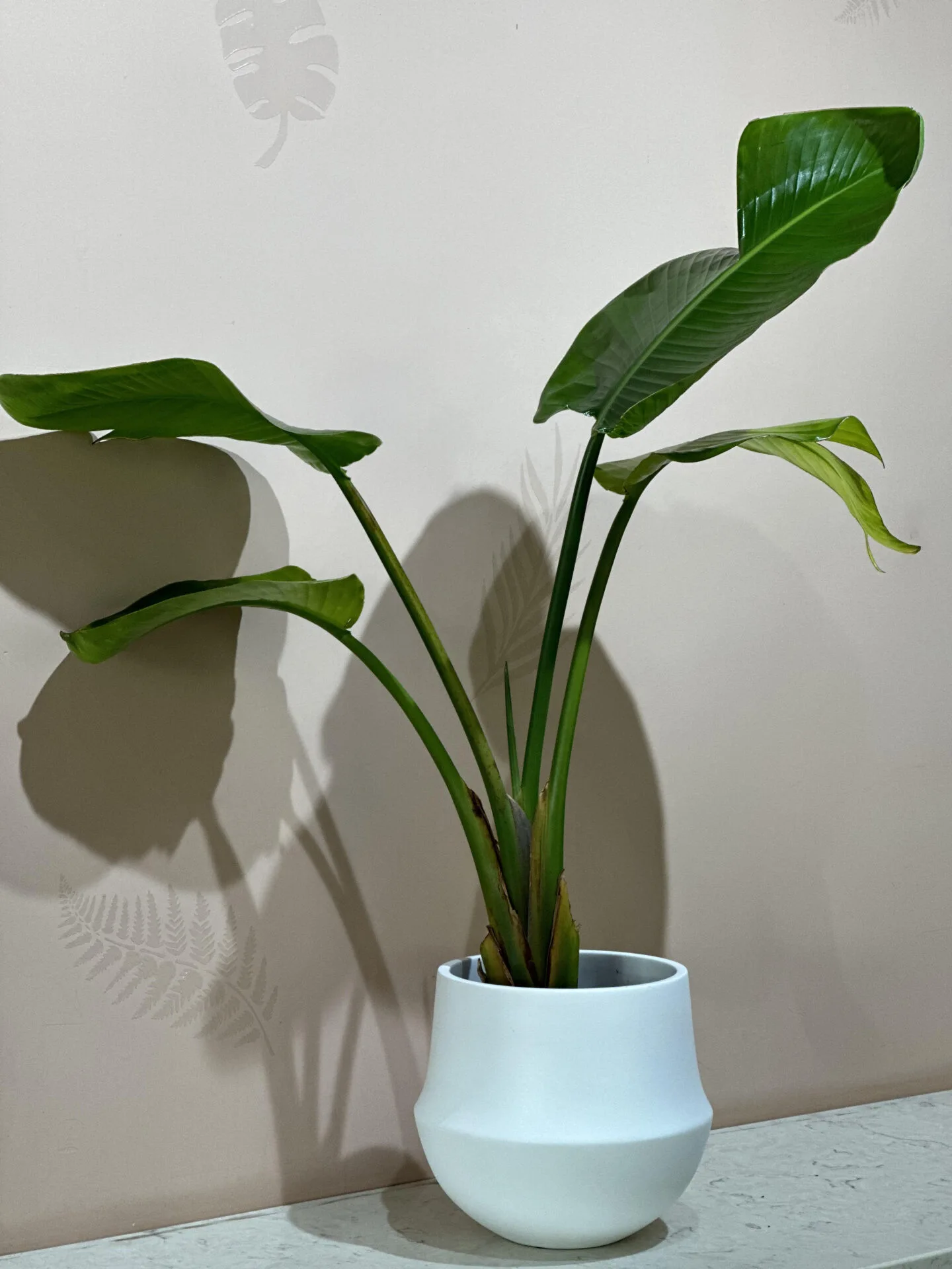 Bird of Paradise