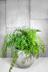 Maidenhair Fern Potted Plant