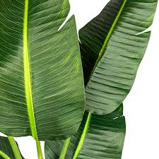 Potted Banana Plant