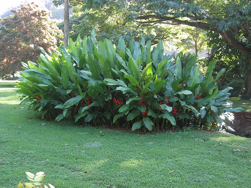 Tropical Plants