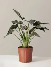 Alocasia Regal Shield Potted Plant