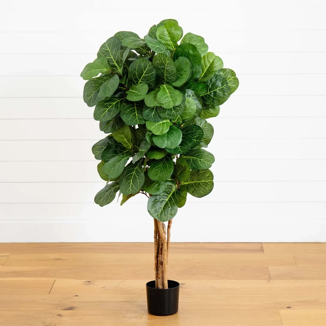 Fiddle Leaf Fig Plant