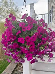 Hanging Planter