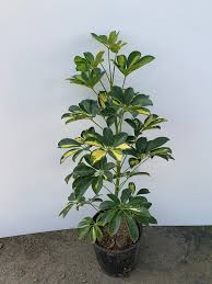 Schefflera arboricola 'Variegata' (Variegated Dwarf Umbrella Tree)