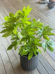 Fatsia Japonica Potted Plant