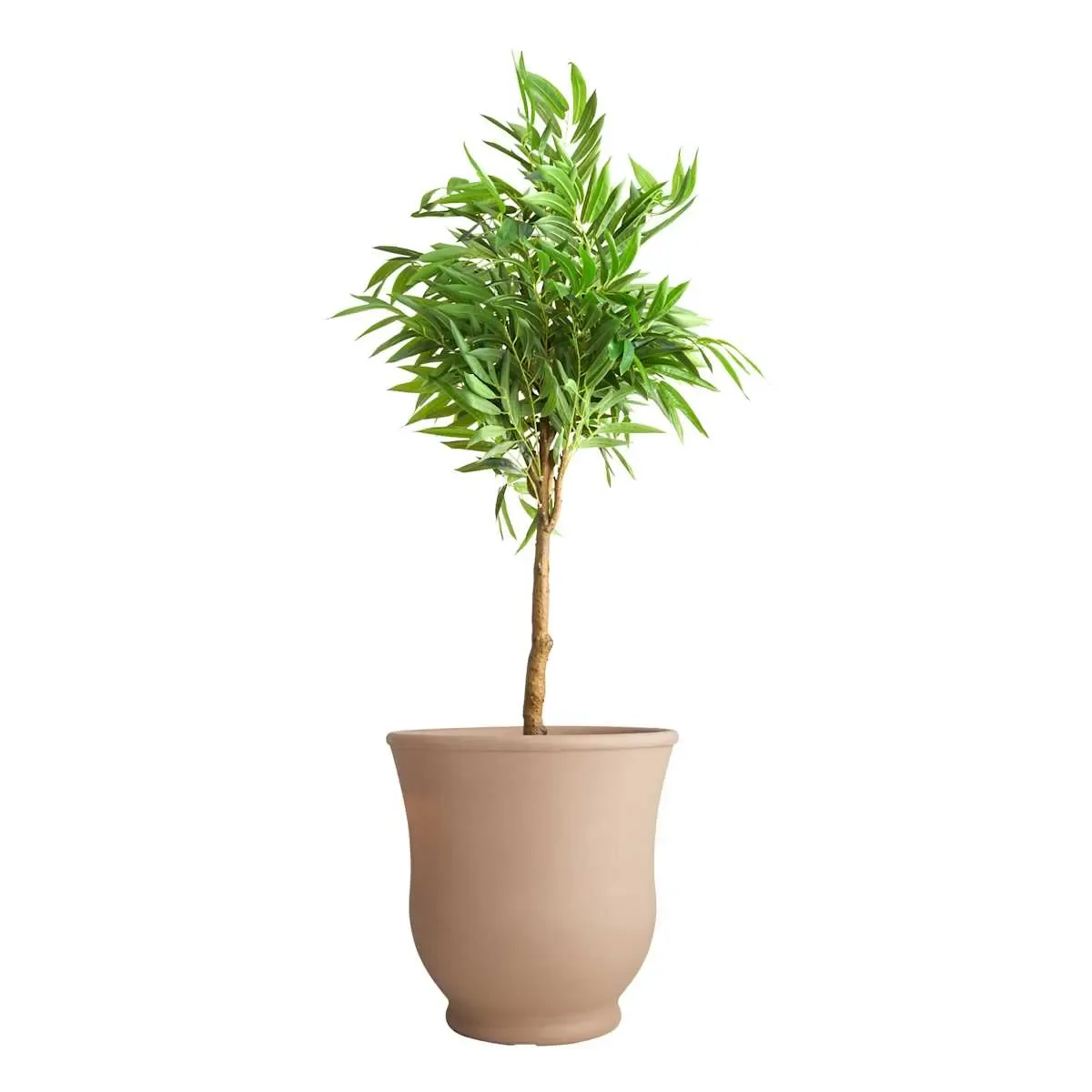 Potted Plant