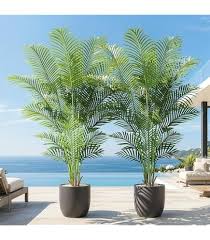 Tropical Potted Palm Plant