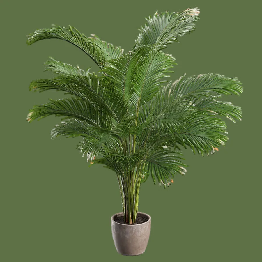 Areca Palm Potted Plant
