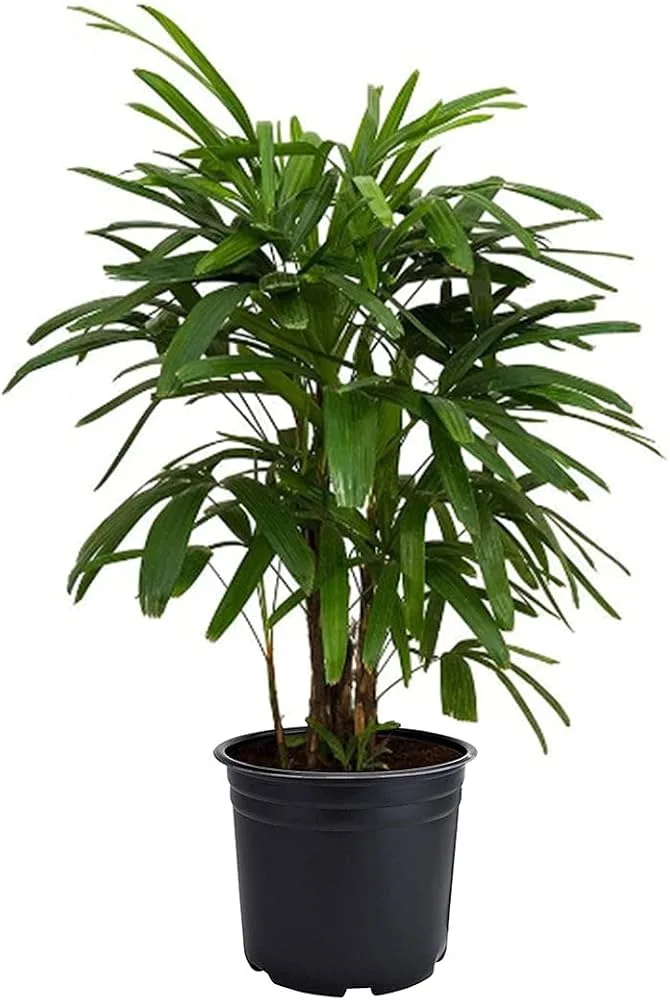 Lady Palm Potted Plant