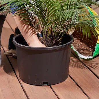 Round Black Plastic Potted Palm Plant
