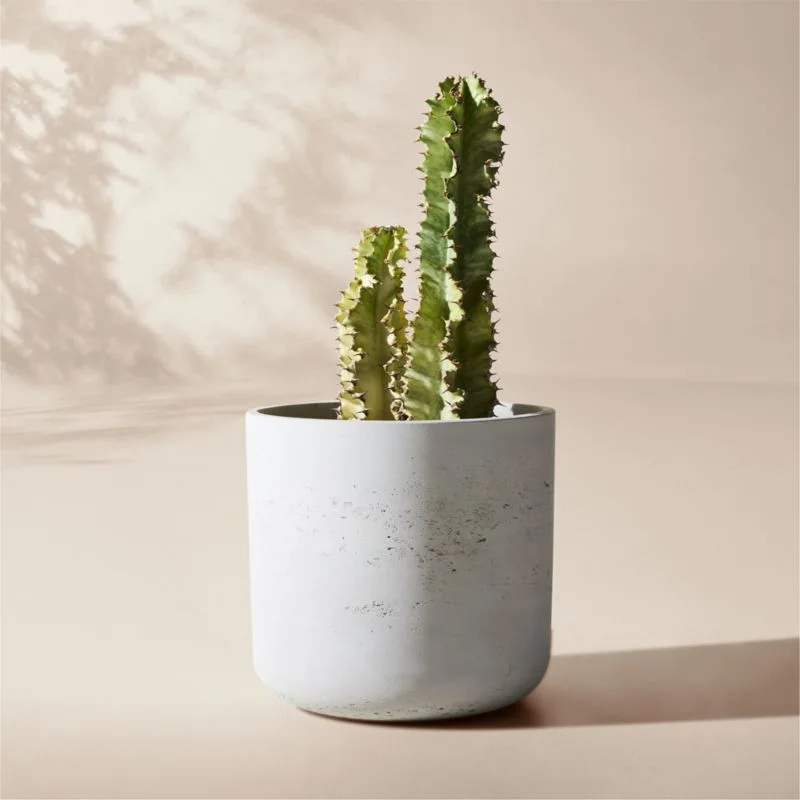 Seminyak Modern Concrete Potted Cactus