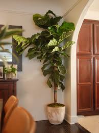 Potted Fiddle Leaf Fig