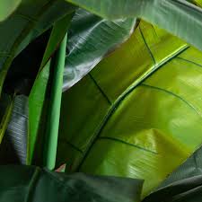 Nearly Natural Potted Banana Plant