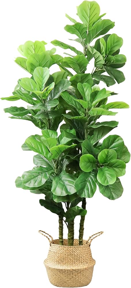 Fiddle Leaf Fig Plant