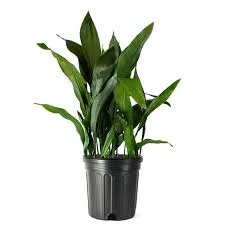 Cast Iron Potted Plant