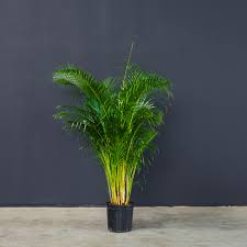 Areca Potted Palm Plant