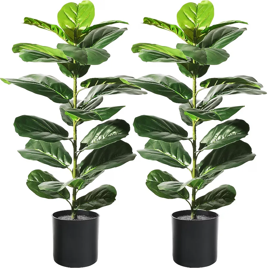 Fiddle Leaf Fig Plant