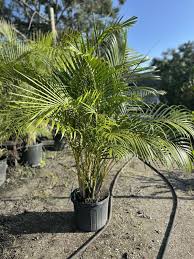 Areca Potted Palm Plant